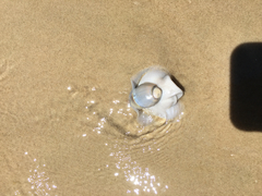 Olivancillaria