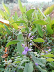Hygrophila pogonocalyx