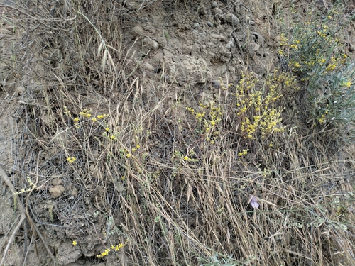 Image of Dudleya variegata by no rights reserved