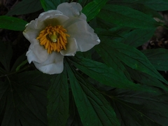 (c) Jagdish Singh Negi, some rights reserved (CC BY) Paeonia emodi, photograph (c) Jagdish Singh Negi, some rights reserved (CC BY)