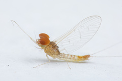Cloeon bengalense
