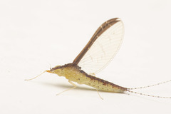Cloeon bengalense