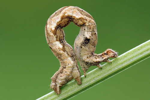 Smailiasparnis pilkasis sprindžiukas nuotrauka