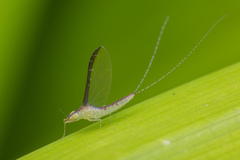 Cloeon bengalense
