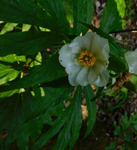 Paeonia emodi, photograph 2