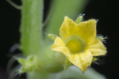 Cucumis maderaspatanus