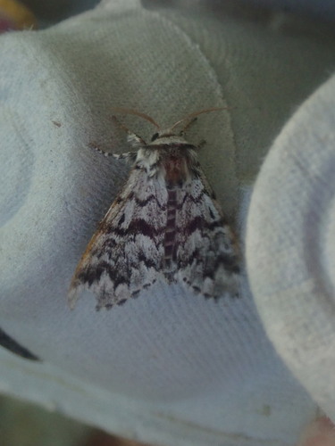 Black Zigzag Moth photo 5