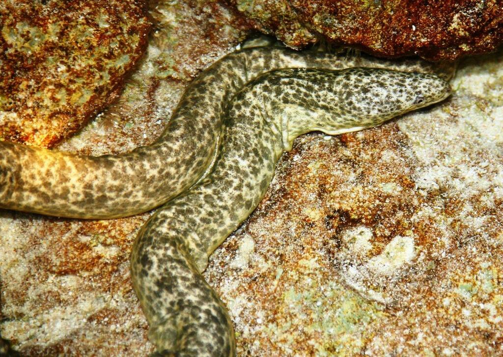 Marbled Moray