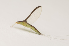 Cloeon bengalense