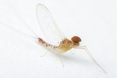 Cloeon bengalense