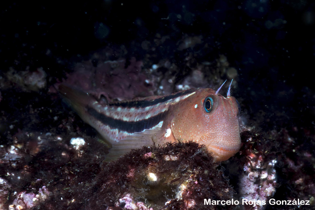 Giant Green Blenny