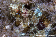 Calliclinus geniguttatus