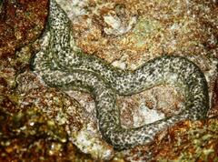 Marbled Moray photo 3