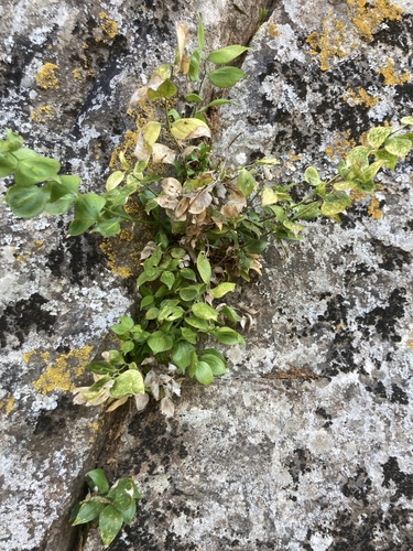 Ruscus hypophyllum