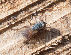 Lispocephala brachialis