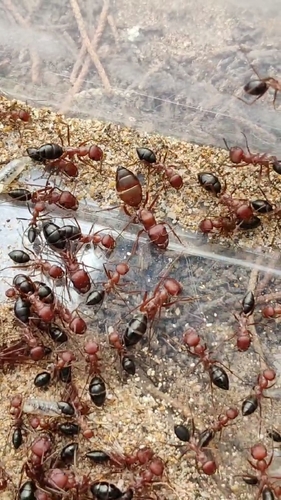 Bicolored Saharan ant