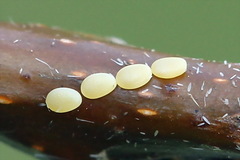 Trichopteryx carpinata