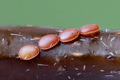 Trichopteryx carpinata