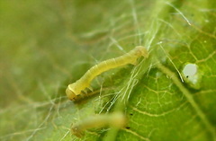 Trichopteryx carpinata