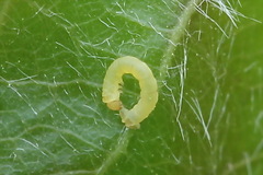 Trichopteryx carpinata