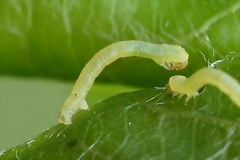 Trichopteryx carpinata