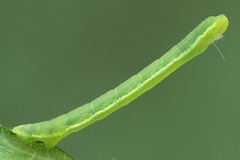 Trichopteryx carpinata