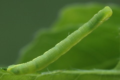 Trichopteryx carpinata