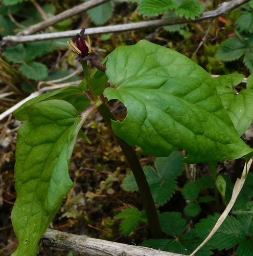 Trillium govanianum, photograph 1