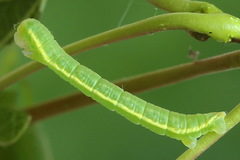 Trichopteryx carpinata