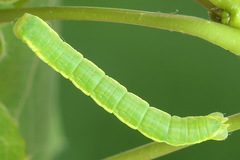 Trichopteryx carpinata