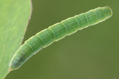 Trichopteryx carpinata