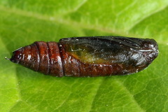 Trichopteryx carpinata