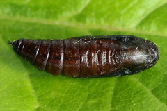 Trichopteryx carpinata