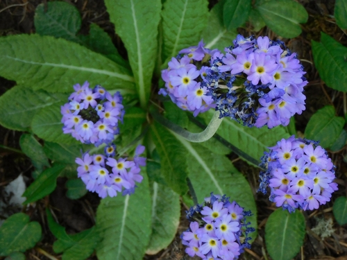 Primula denticulata, photograph 3