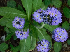 Primula denticulata, photograph Jagdish Singh Negi, CC BY, iNaturalist via GBIF
