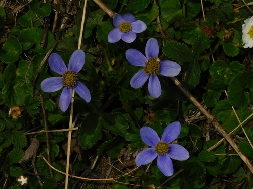 Himalayan thimbleweed (Anemonastrum obtusilobum)