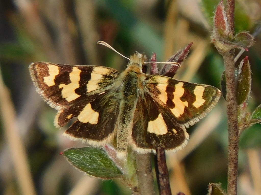 Orange-and-silver Hopper