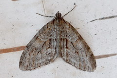 Trichopteryx polycommata