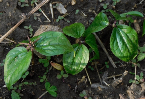 Himalayan Trillium (Trillium govanianum)