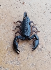 Opisthacanthus validus