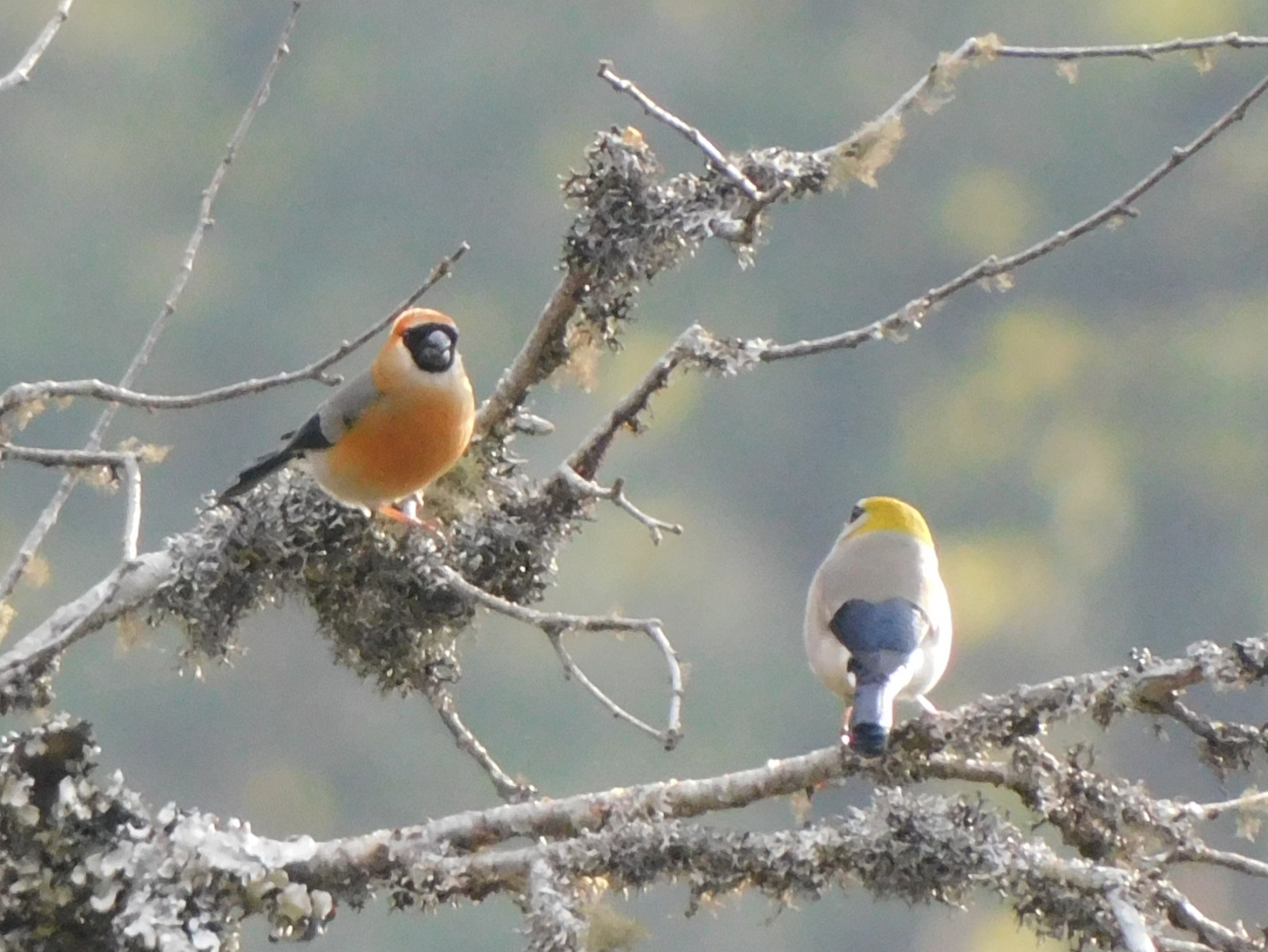 Red-headed Bullfinch (Pyrrhula erythrocephala), photo 3