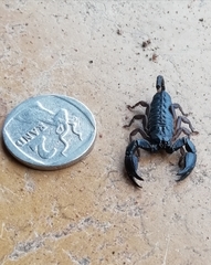 Opisthacanthus validus