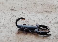 Opisthacanthus validus