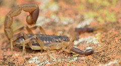 Uroplectes triangulifer