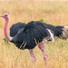 Common Ostrich - Photo (c) Alex, some rights reserved (CC BY-NC), uploaded by Alex