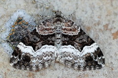 Xanthorhoe biriviata