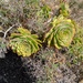 Aeonium lancerottense - Photo (c) Vicente Buet, algunos derechos reservados (CC BY-NC), subido por Vicente Buet