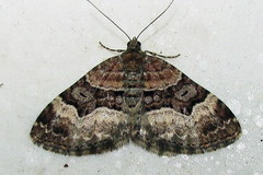 Xanthorhoe biriviata