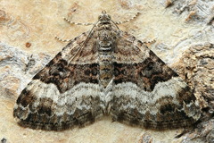 Xanthorhoe biriviata