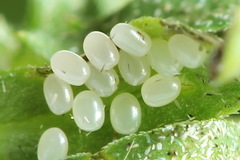 Xanthorhoe biriviata